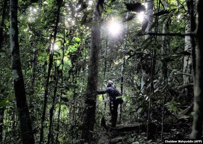 Seorang polisi hutan mengamati populasi orangutan di hutan hujan ekosistem Leuser, yang sebagian besar wilayahnya berada di Provinsi Aceh (Foto: AFP/Chaideer Mahyuddin)