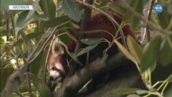 Firari Kızıl Panda Bulundu