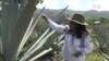 Les petits producteurs mexicains au secours de l'agave