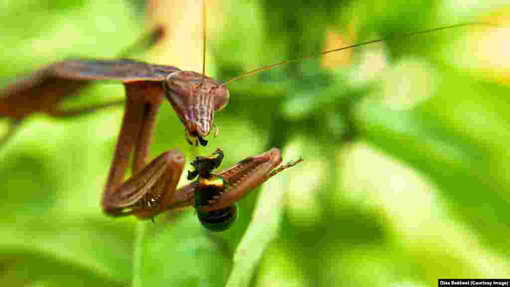 A praying mantis eats a Japanese beetle for lunch, in Fairfax, Virginia.
