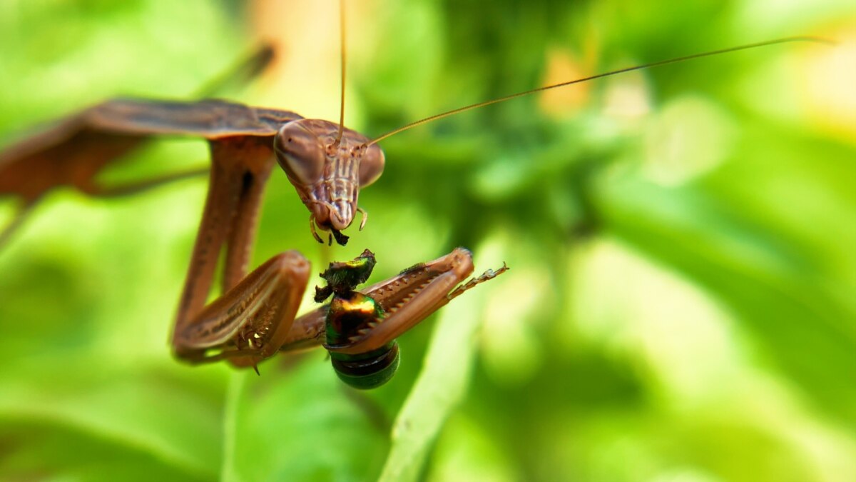 Mantis Eats Nipple