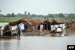 Penduduk desa mencari barang-barang mereka setelah gubuk mereka hancur diterjang banjir di distrik Jaffarabad, Provinsi Balochistan pada 22 Agustus 2022. (Foto: AFP)