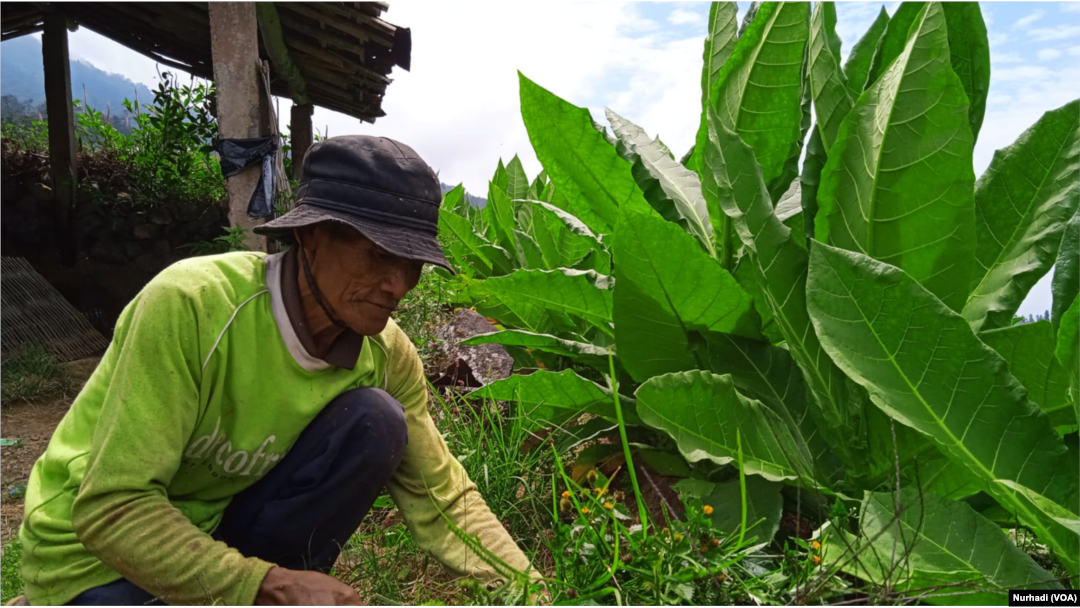 Lasno, petani di Temanggung, Jawa Tengah di kebun tembakau yang akan segera dipanen. (Foto: VOA/Nurhadi)