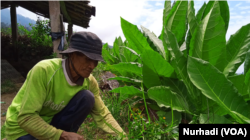 Lasno, petani di Temanggung, Jawa Tengah di kebun tembakau yang akan segera dipanen. (Foto: VOA/Nurhadi)