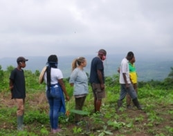 As part of PGS, Kobina Hudson opens his farm up to other organic farmers for inspection, July 3, 2020. (Stacey Knott/VOA)