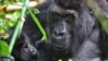 Los gorilas más grandes de África en grave declive