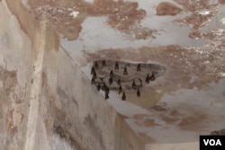 Bats now live in a humid underground chamber at Buganda Lubiri Palace in Kampala, once used as a dungeon for torturing prisoners. Former captives say the torturers would purposely flood the chamber with water up to the prisoners' waistlines for days at a time (H. Athumani for VOA).