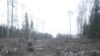 Химкинский лес: борьба продолжается