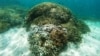 Scientists Race to Save World's Coral Reefs