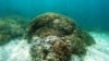 La barrière protectrice que sont les récifs coralliens s'affaiblisse
