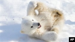 Este cachorro de oso polar, Kali, fue adoptado por el zoológico de Anchorage después de que un cazador mató a la madre 