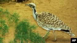 FILE - A houbara bustard, a favorite prey of falcons which faces extinction, is captivebred at a research center in Sweihan, United Arab Emirates.