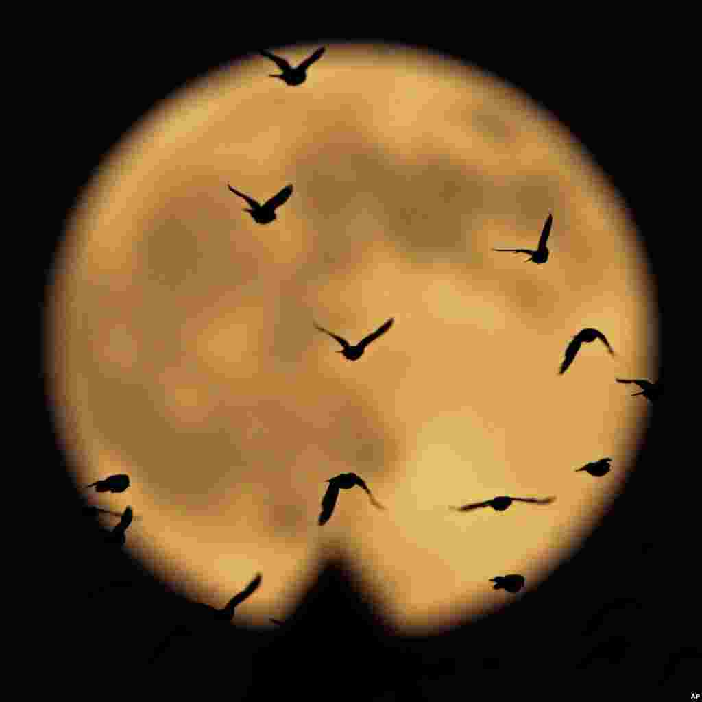 Siluet burung-burung yang terbang terlihat pada saat bulan purnama di kota Kansas City, Missouri.