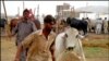 کراچی کی مویشی منڈی میں قربانی کے جانوروں کی آمد شروع