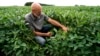 US Urges Farmers to Plant Two Crops Yearly