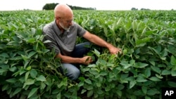Jeff O'Connor checks soybeans at his farm, Thursday, Aug. 4, 2022, in Kankakee, Ill. A US Department of Agriculture move to change crop insurance rules to encourage farmers to grow two crops in a single year instead of one. (AP Photo/Nam Y. Huh)