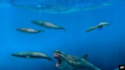 ataques reales de tiburones megalodon