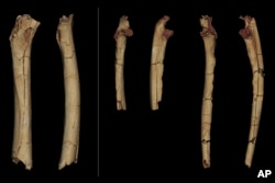 This photo provided by the University of Poitiers in August 2022 shows from left, the femur, in posterior and medial view, and the right and left ulnae, in anterior and lateral view of Sahelanthropus tchadensis. (Franck Guy/PALEVOPRIM/CNRS – Universite de Poitiers via AP)