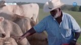 Teksaslı Çiftçiler Kuraklık Nedeniyle Sürülerini Küçültüyor 