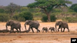 FILE — Indlovu ezihlala eHwange National Park, Zimbabwe (AP Photo, File)