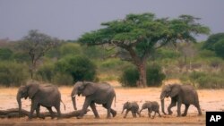 FILE — A herd of elephants make their way through the Hwange National Park, Zimbabwe, in search of water on Nov. 10, 2019. (AP Photo, File)