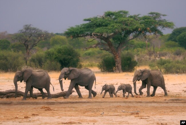 FILE — A herd of elephants make their way through the Hwange National Park, Zimbabwe, in search of water on Nov. 10, 2019. (AP Photo, File)