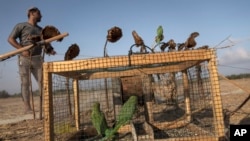 Parakeets are placed in a cage by a Palestinian as a trap to attract birds of its kind in Khan Younis, southern Gaza Strip, Monday, Aug. 22, 2022. (AP Photo/Fatima Shbair)