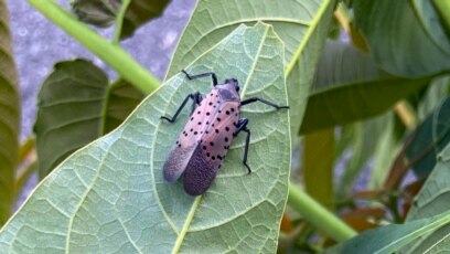 Quiz - Catch Garden Pests, Diseases Early to Save Plants