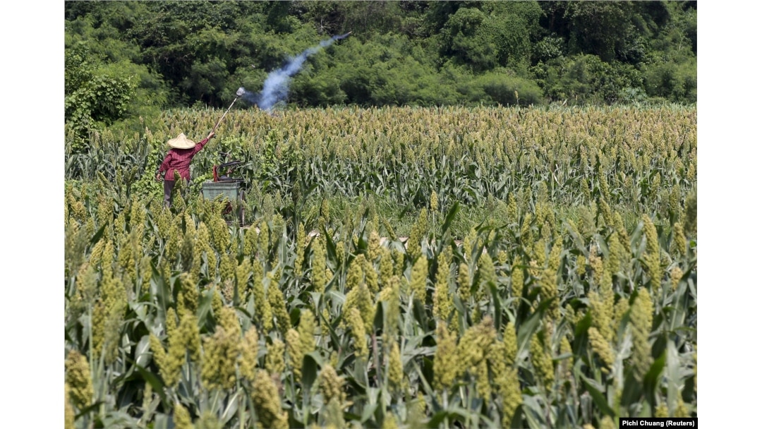 Seorang petani di tengah ladang sorgum. (Foto: REUTERS/Pichi Chuang)