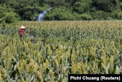 Seorang petani di tengah ladang sorgum. (Foto: REUTERS/Pichi Chuang)