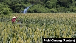 Kebutuhan gandum di dalam negeri masih bergantung pada impor yang mencapai 11 juta ton per tahun. Pemerintah pada akhir pekan lalu memunculkan wacana untuk mengganti ketergantungan gandum dengan sorgum. (Foto: REUTERS/Pichi Chuang)