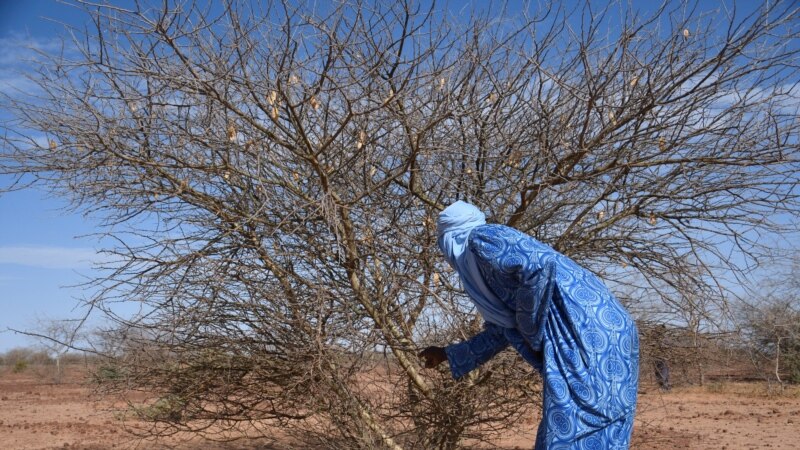 Le Niger provoque la pluie pour éloigner le spectre de la sécheresse