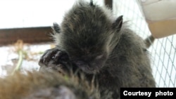 Meski Terancam Punah, Monyet Ekor Panjang Masih Kerap Dieksploitasi di Indonesia