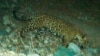 En esta foto proporcionada por la Universidad de Arizona y el Servicio de Pesca y Vida Silvestre de Estados Unidos aparece el jaguar "El Jefe" fotografiado por cámaras de vida silvestre en las montañas de Santa Rita, Arizona, el 30 de abril de 2015. Foto divulgada por AP.