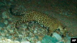 En esta foto proporcionada por la Universidad de Arizona y el Servicio de Pesca y Vida Silvestre de Estados Unidos aparece el jaguar "El Jefe" fotografiado por cámaras de vida silvestre en las montañas de Santa Rita, Arizona, el 30 de abril de 2015. Foto divulgada por AP.