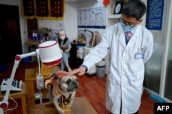 Dokter hewan Li Wen membelai seekor anjing selama perawatan akupunktur di sebuah klinik hewan di Beijing, 12 April 2022.(WANG ZHAO / AFP)