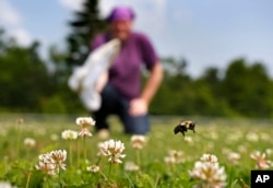 Sukarelawan Shaina Helsel, bersiap menangkap lebah di sebuah lapangan di Togus, Maine, 10 Juli 2015. (AP /Robert F. Bukaty)