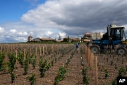 Manon Lecouffe, right, and Didier Lebas water newly planted vines to help them grow at Château Smith-Haut-Lafitte in Martillac, south of Bordeaux, southwestern France, Monday, Aug. 22, 2022. (AP Photo/Francois Mori)