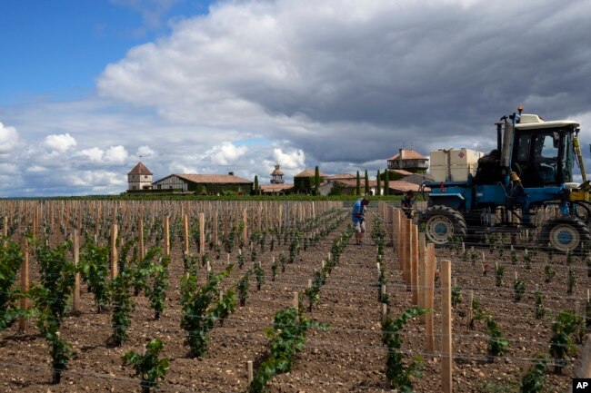 Manon Lecouffe, right, and Didier Lebas water newly planted vines to help them grow at Château Smith-Haut-Lafitte in Martillac, south of Bordeaux, southwestern France, Monday, Aug. 22, 2022. (AP Photo/Francois Mori)