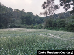 Tanaman gandum di Kebun Penelitian Fak Pertanian dan Bisnis UKSW. Salaran, Desa Wates, Kecamatan Getasan, Kabupaten Semarang. (Foto: Djoko Murdono)