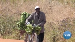 In Mozambique, Banana Wholesalers Are Turning into Pedalers