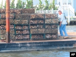 A worker rides a barge laden with cages of whelk shells and oysters into the Barnegat Bay in Lacey Township, N.J. on Aug. 16, 2022. A project is under way there to protect the shoreline by establishing oyster colonies to blunt the force of incoming waves. (AP Photo/Wayne Parry)