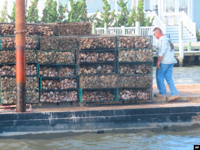 A worker rides a barge laden with cages of whelk shells and oysters into the Barnegat Bay in Lacey Township, N.J. on Aug. 16, 2022. A project is under way there to protect the shoreline by establishing oyster colonies to blunt the force of incoming waves. (AP Photo/Wayne Parry)