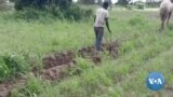 🇲🇱 Koro senekela ka gueleyaw samia kow hokumu kono 