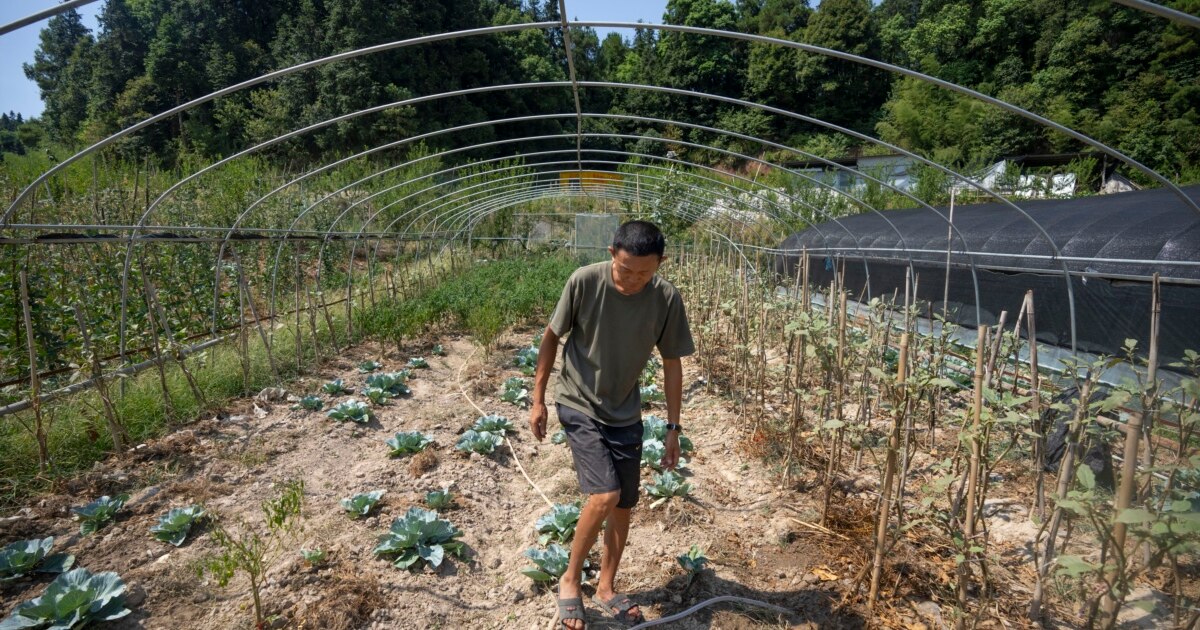 China Plans Cloud Seeding To Protect Grain Crop From Drought