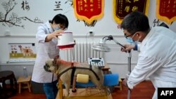 Seekor anjing tengah menjalani pengobatan tradisional akupunktur dan fisioterapi di sebuah klinik hewan di Beijing, 12 April 2022.(WANG Zhao / AFP)