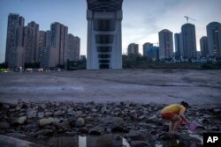 A woman looks for crabs under a bridge in the dry riverbed of the Yangtze River in southwestern China's Chongqing Municipality, Aug. 19, 2022.