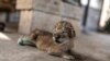 3 Newborn Lion Cubs a Rare Joyous Sight in War-Scarred Gaza 