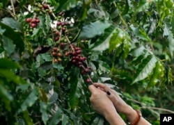 Buah-buah kopi di kebun Institut Biologi di Sao Paolo, Brazil sedang dipanen, 12 Mei 2022. (Foto: Andre Penner/AP Photo)