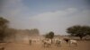 Fifth Consecutive Year of Drought Forecast for Horn of Africa 